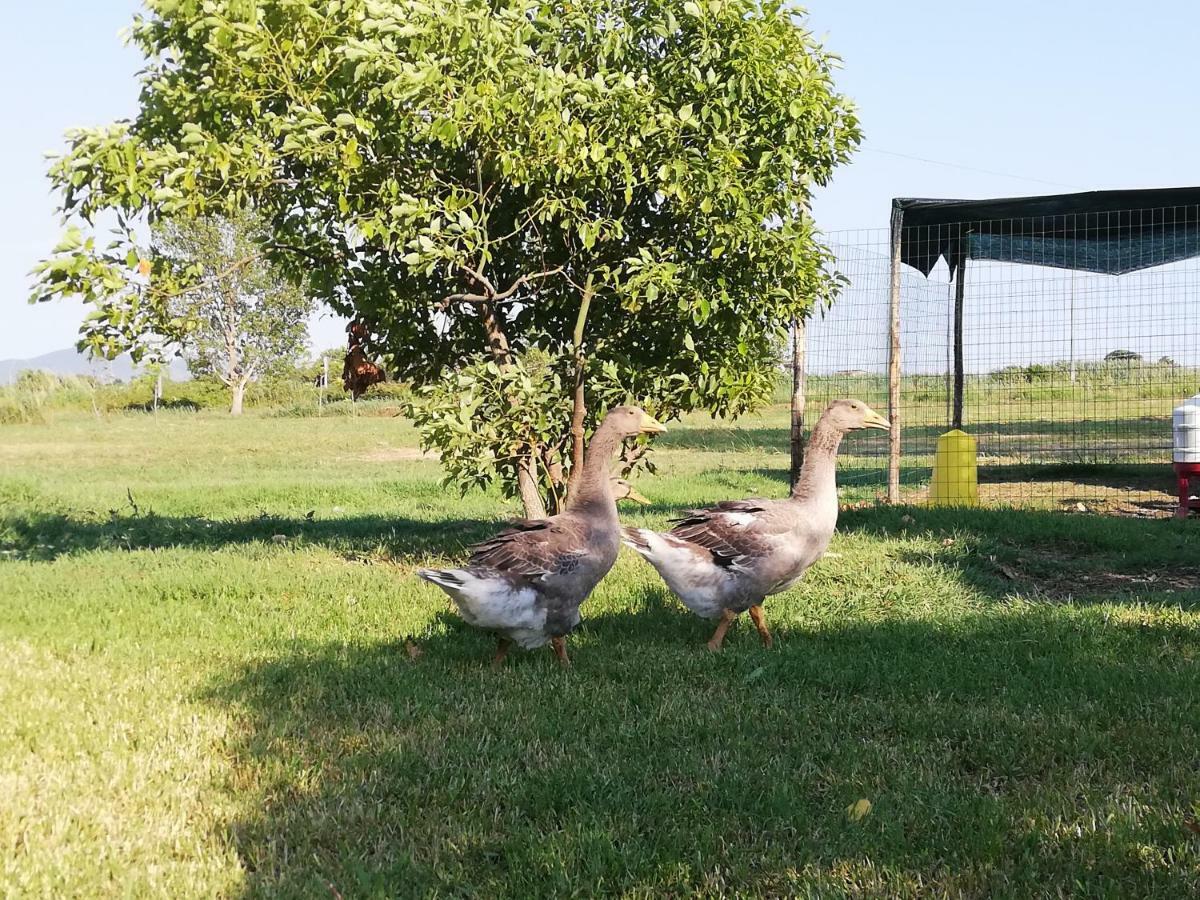 Agriturismo Le Folaghe Terracina Eksteriør billede